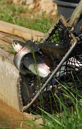 Ardense warmgerookte forel