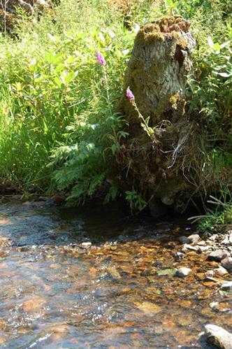 Heiß geräucherte Ardennen Forelle